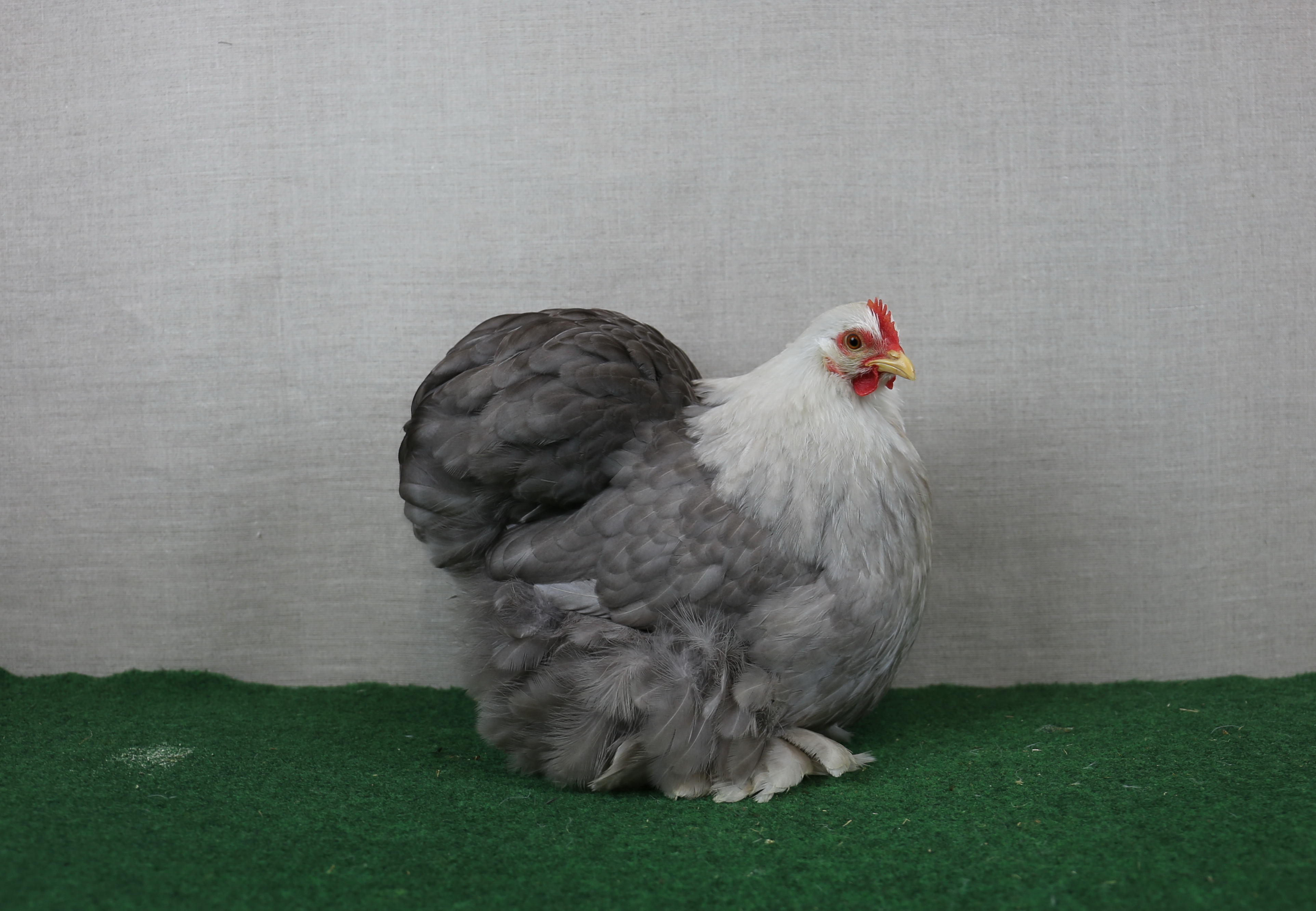 ISV zur Erhaltung der Zwerg Cochin Zwerg Cochin